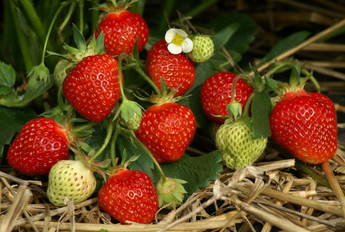 Erdbeeren jetzt pflanzen: Mitte Juli bis Ende August - Langeder ...